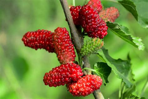 mulberry bush meaning